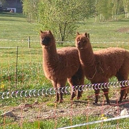 Familie Meimer Hofing Екстериор снимка